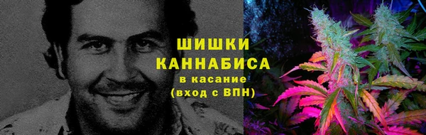 прущие грибы Балабаново